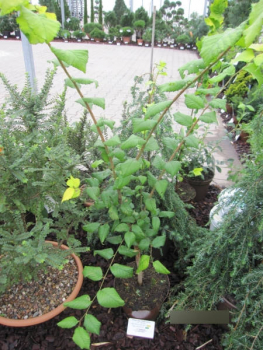 Preview: Ulmus carpinifolia Green Lemon - Ulme Green Lemon